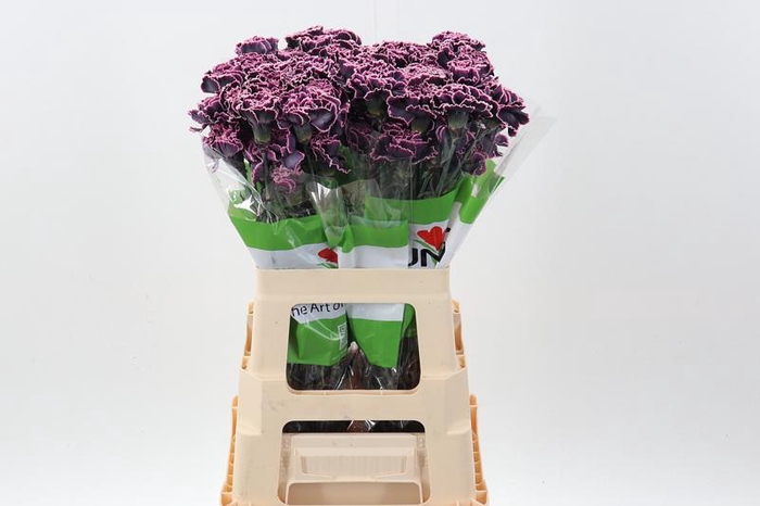 <h4>Di St Klb Gothic Purple Funza</h4>