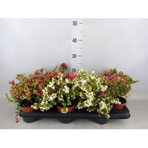 Gaultheria mucronata