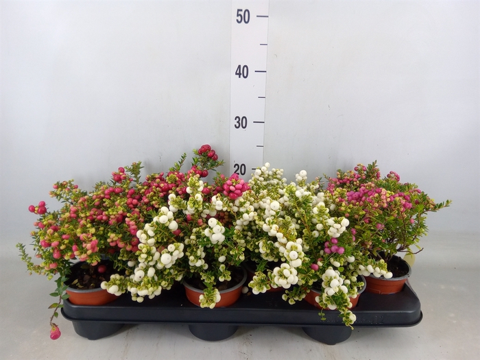<h4>Gaultheria mucronata</h4>