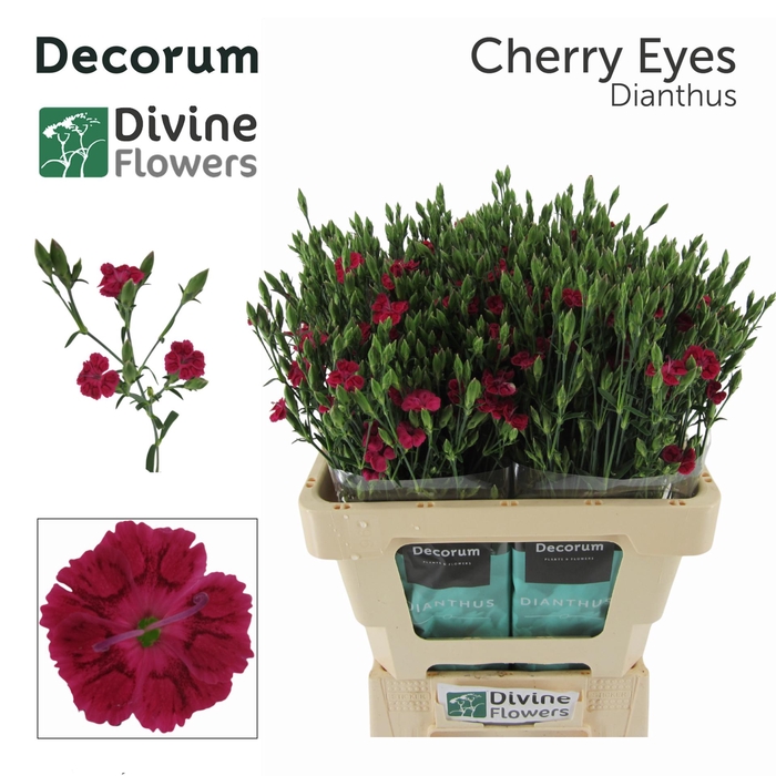 <h4>DI DIVI CHERRY EYES</h4>
