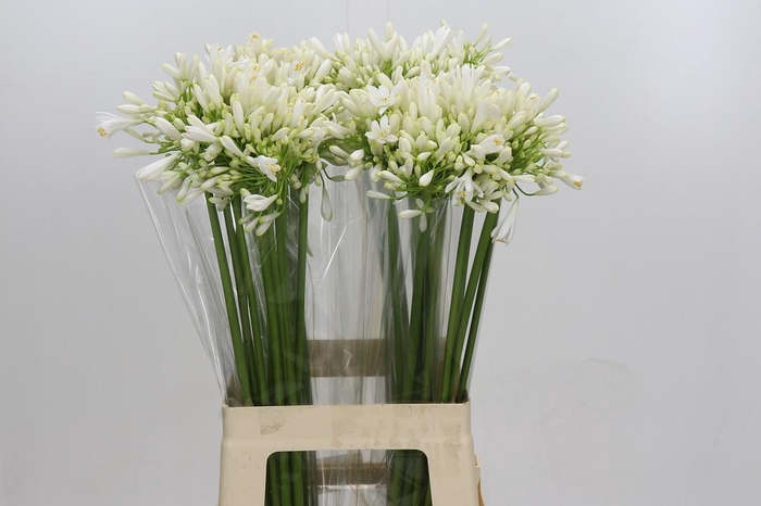 <h4>Agapanthus White Heaven</h4>