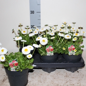 BELLIS P KL BEL WHIT