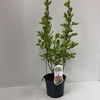 Clethra alnifolia