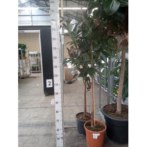 Ficus elastica 'Melany'