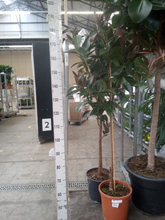 <h4>Ficus elastica 'Melany'</h4>