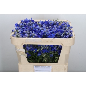 Delphinium EN 'Volkerfrieden'