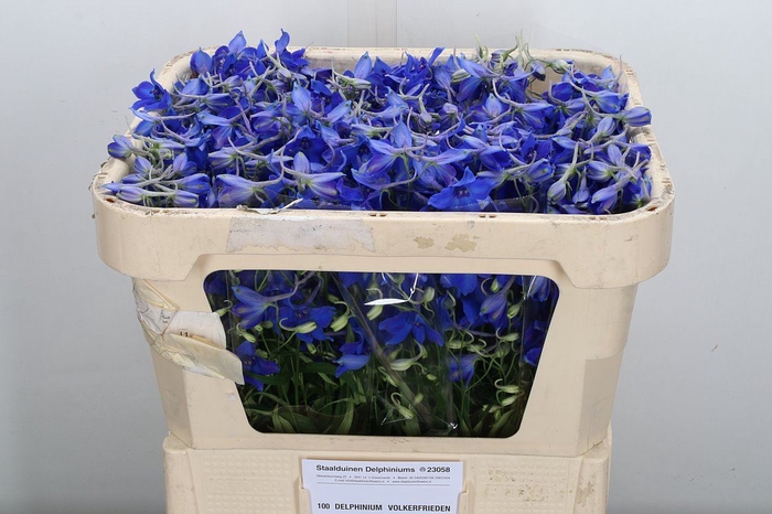 <h4>Delphinium EN 'Volkerfrieden'</h4>