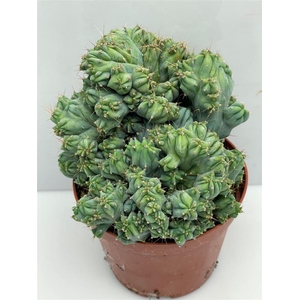 Cactus gemengd