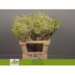 SYR V ENGLER WEISS T