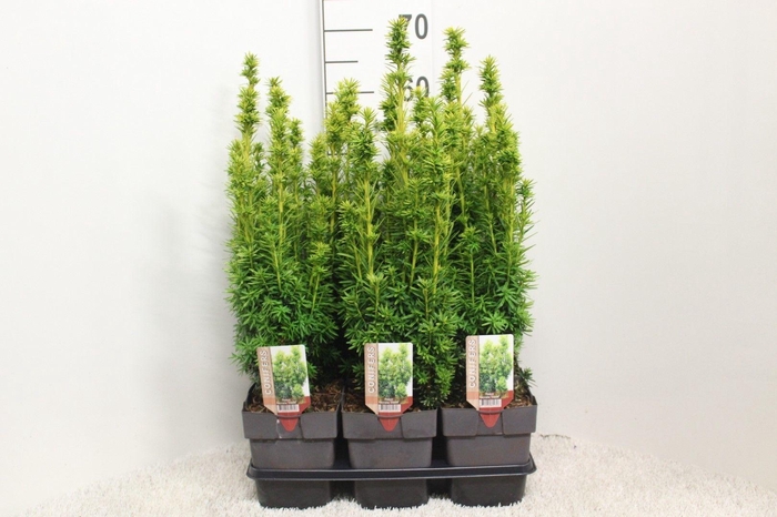 <h4>Taxus baccata 'David' P17 (potgekweekt)</h4>