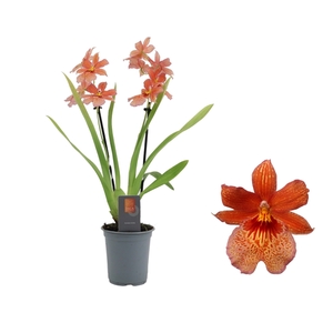 Inca Cambria Nelly Orange 2 spike 9cm