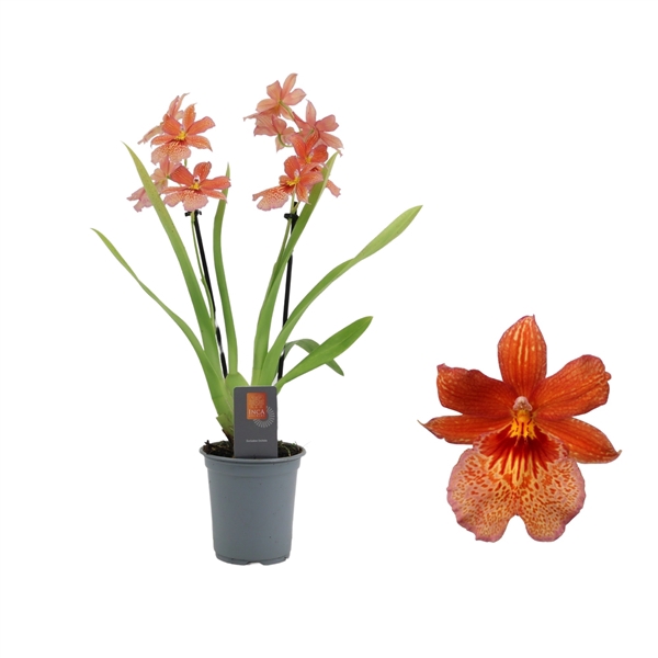 <h4>Inca Cambria Nelly Orange 2 spike 9cm</h4>