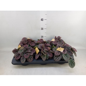Peperomia