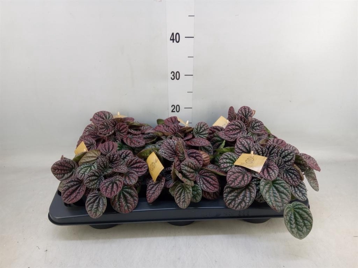 <h4>Peperomia</h4>