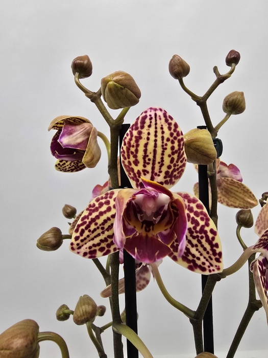 <h4>Limited 38 week 7</h4>