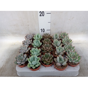 Echeveria   ...mix