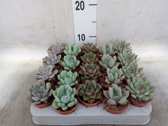 <h4>Echeveria   ...mix</h4>