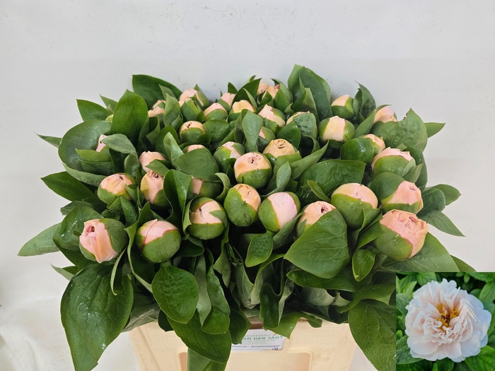 <h4>PAEO BLUSH PRINCESS</h4>