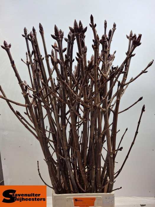 <h4>AESCULUS HIPPOC TAK</h4>