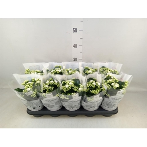 Kalanchoe blos. 'RosDon Dione'