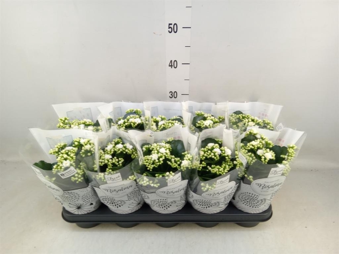 <h4>Kalanchoe blos. 'RosDon Dione'</h4>