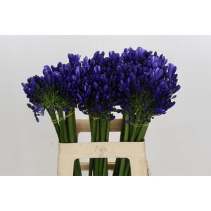 Agapanthus Eyfori Blue