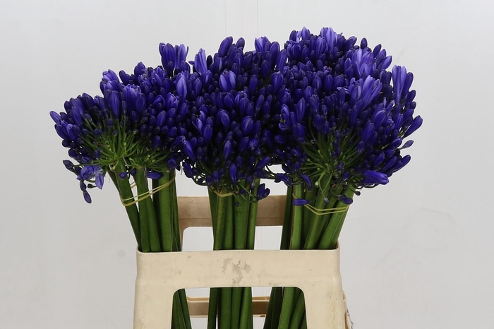 <h4>Agapanthus EYFORI Blue</h4>