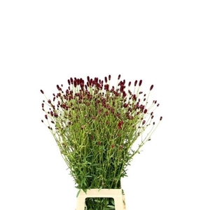 Sanguisorba officinalis