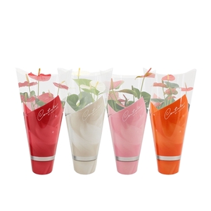 Anthurium 4 color mix in Couture sleeve