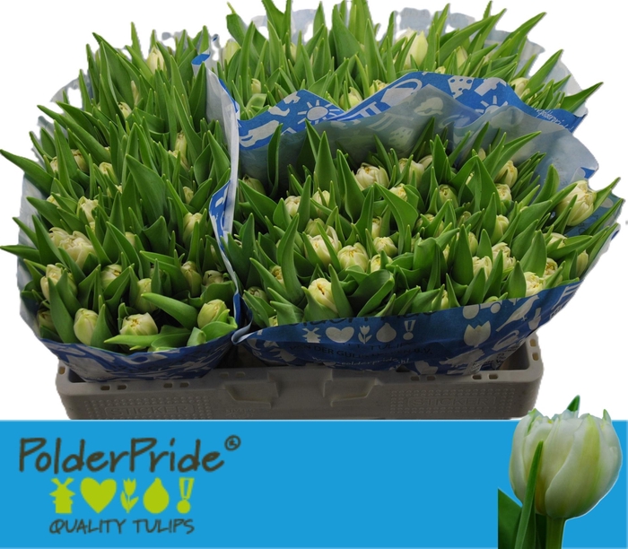 <h4>TU DU NORTHCAP</h4>