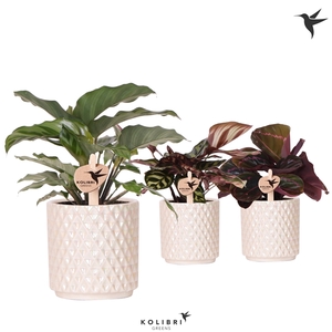 Kolibri Greens Calathea mix in Diamond Pearl pot travertine