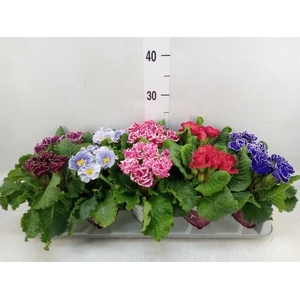 Primula ac. 'Sirococco'   ...mix
