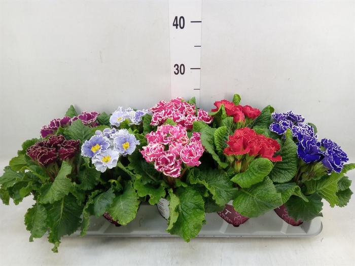 <h4>Primula ac. 'Sirococco' ...mix</h4>