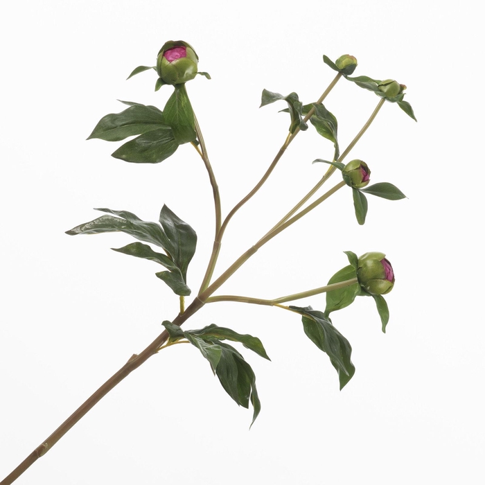 <h4>Peony Bud Beauty  FL440376BEA</h4>