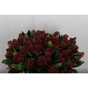 Skim J Rubella Bs (vlasveld)