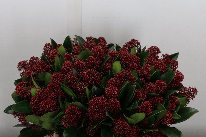 <h4>Skim J Rubella Bs (vlasveld)</h4>