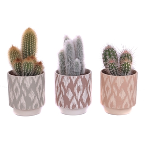 Cactus mix 12 cm in marquesas pot