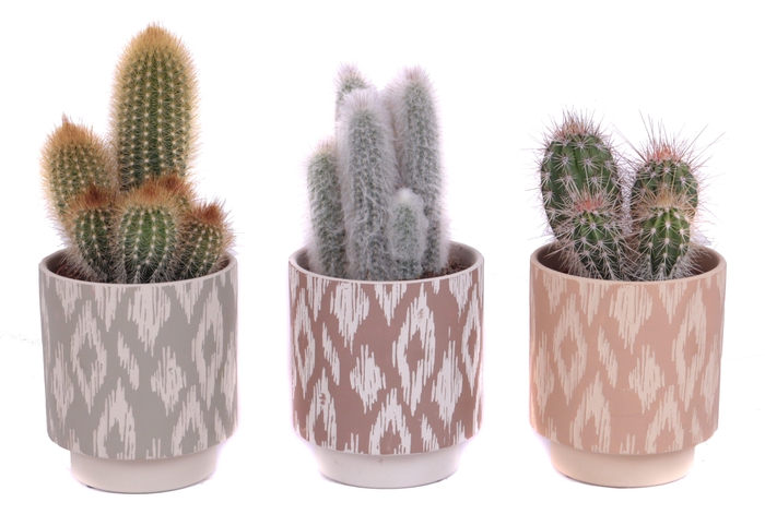 <h4>Cactus mix 12 cm in marquesas pot</h4>