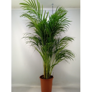 Dypsis lutescens   ...Chrysalidoca