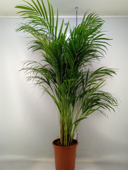 <h4>Dypsis lutescens   ...Chrysalidoca</h4>