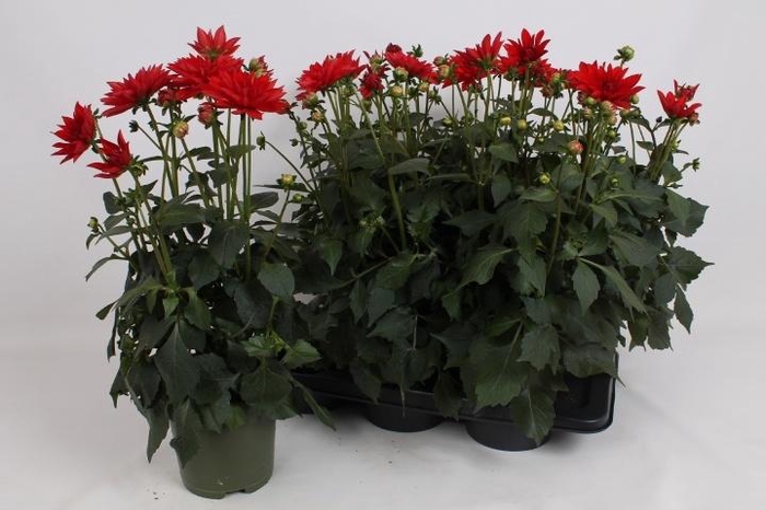 <h4>DAHL HYP RED VELVET</h4>