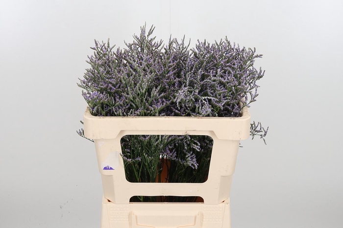 <h4>Lim Ov Skylight</h4>