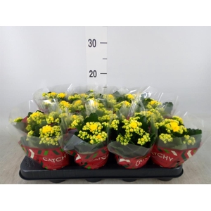 Kalanchoe blos. 'Calandiva Nolin'