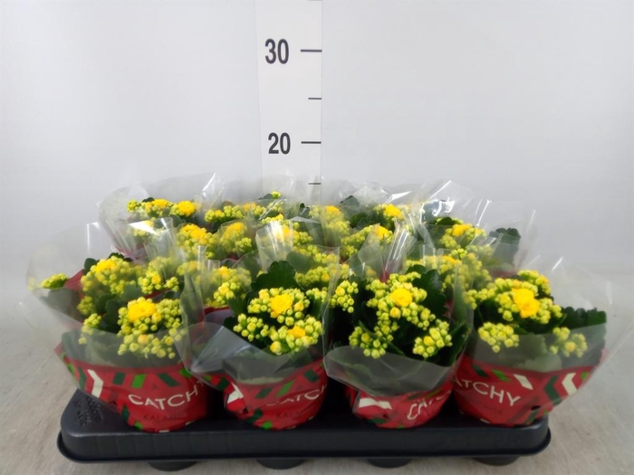 <h4>Kalanchoe blos. 'Calandiva Nolin'</h4>