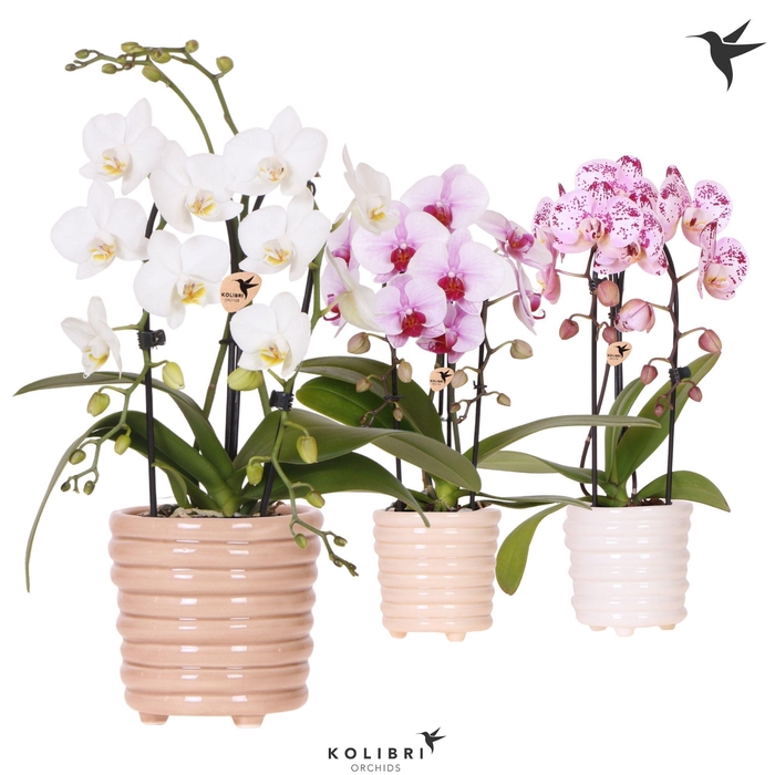 <h4>Kolibri Orchids Phalaenopsis Cascade Niagara Fall mix 2 spike in Ring pot mix</h4>