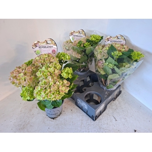 HYDR M REMBR BEL PES