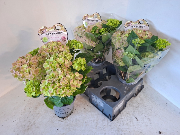 <h4>HYDR M REMBR BEL PES</h4>