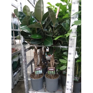 Ficus elastica 'Burgundy'