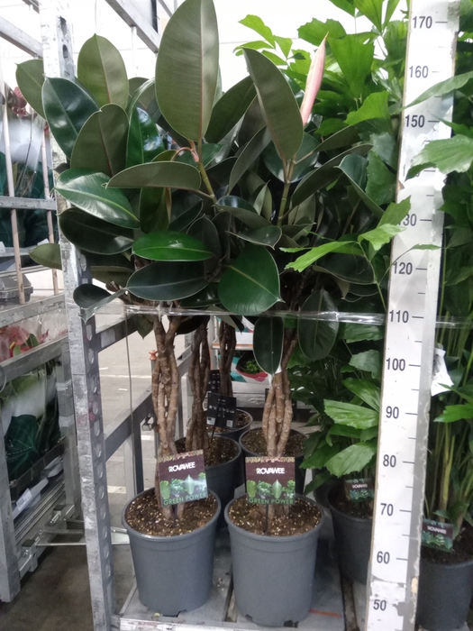 <h4>Ficus elastica 'Burgundy'</h4>