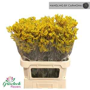 Anigoz Yellow Gem